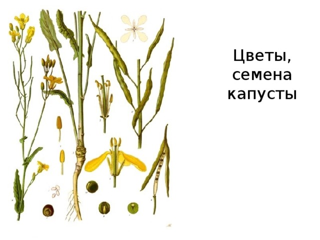 Цветы, семена капусты 