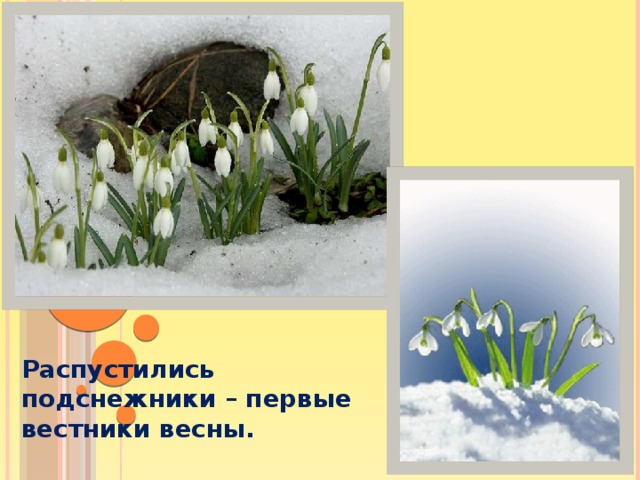 Распустились подснежники – первые вестники весны.