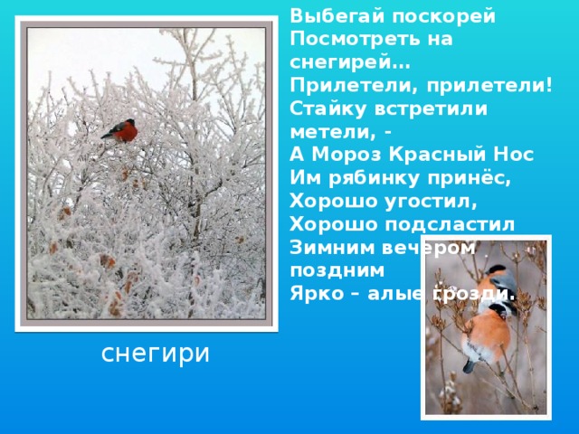 Выбегай поскорей Посмотреть на снегирей… Прилетели, прилетели! Стайку встретили метели, - А Мороз Красный Нос Им рябинку принёс, Хорошо угостил, Хорошо подсластил Зимним вечером поздним Ярко – алые грозди. снегири