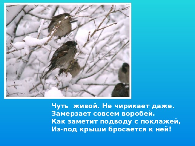 Чуть живой. Не чирикает даже. Замерзает совсем воробей. Как заметит подводу с поклажей, Из-под крыши бросается к ней!
