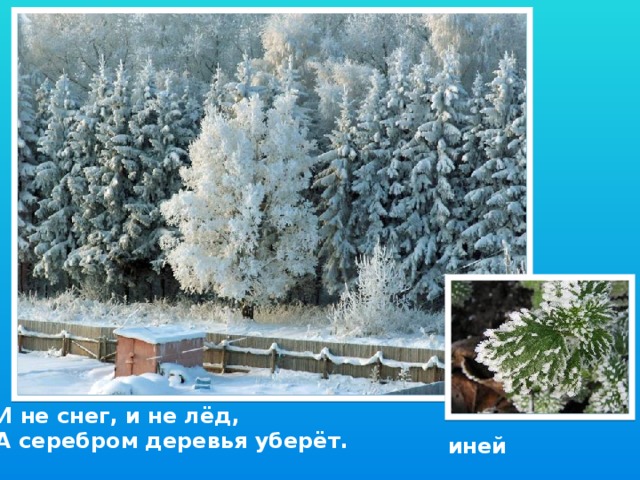 И не снег, и не лёд, А серебром деревья уберёт. иней
