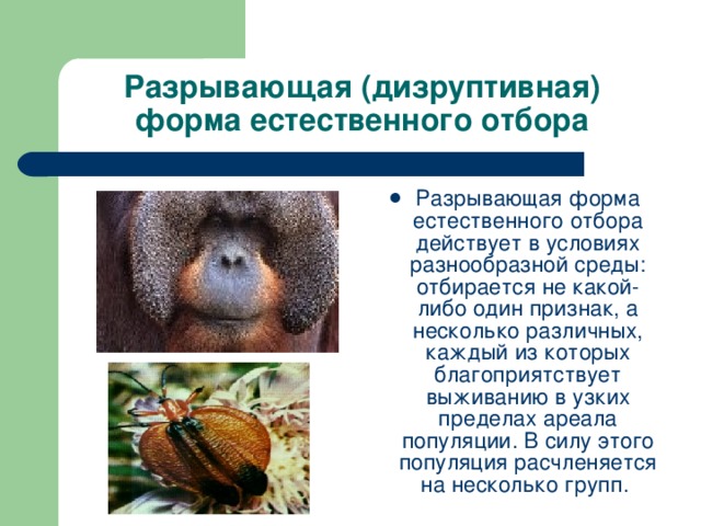 Разрывающая (дизруптивная) форма естественного отбора Разрывающая форма естественного отбора действует в условиях разнообразной среды: отбирается не какой-либо один признак, а несколько различных, каждый из которых благоприятствует выживанию в узких пределах ареала популяции. В силу этого популяция расчленяется на несколько групп. 