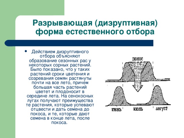 Разрывающая (дизруптивная) форма естественного отбора Действием дизруптивного отбора объясняют образование сезонных рас у некоторых сорных растений. Было показано, что у таких растений сроки цветения и созревания семян растянуты почти на все лето, причем большая часть растений цветет и плодоносит в середине лета. На сенокосных лугах получают преимущества те растения, которые успевают отцвести и дать семена до покоса, и те, которые дают семена в конце лета, после покоса. 