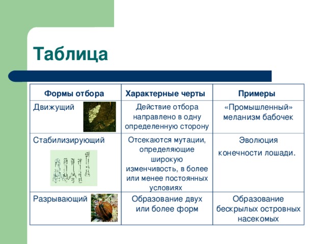 Таблица Формы отбора  Характерные черты  Движущий Примеры  Действие отбора направлено в одну определенную сторону  Стабилизирующий Отсекаются мутации, определяющие широкую изменчивость, в более или менее постоянных условиях «Промышленный» меланизм бабочек Разрывающий Эволюция конечности лошади.  Образование двух или более форм Образование бескрылых островных насекомых 