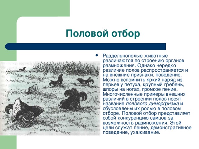 Раздельнополые животные различаются по строению органов размножения. Однако нередко различие полов распространяется и на внешние признаки, поведение. Можно вспомнить яркий наряд из перьев у петуха, крупный гребень, шпоры на ногах, громкое пение. Многочисленные примеры внешних различий в строении полов носят название полового диморфизма и обусловлены их ролью в половом отборе. Половой отбор представляет собой конкуренцию самцов за возможность размножения. Этой цели служат пение, демонстративное поведение, ухаживание. 