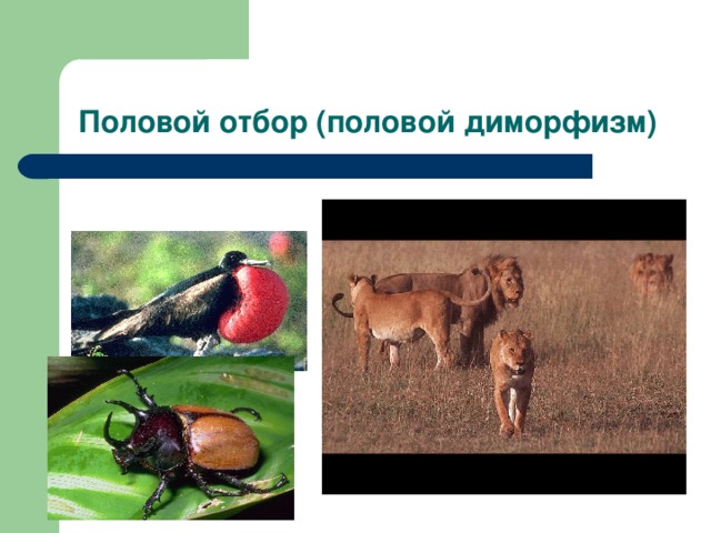 Половой отбор (половой диморфизм) 