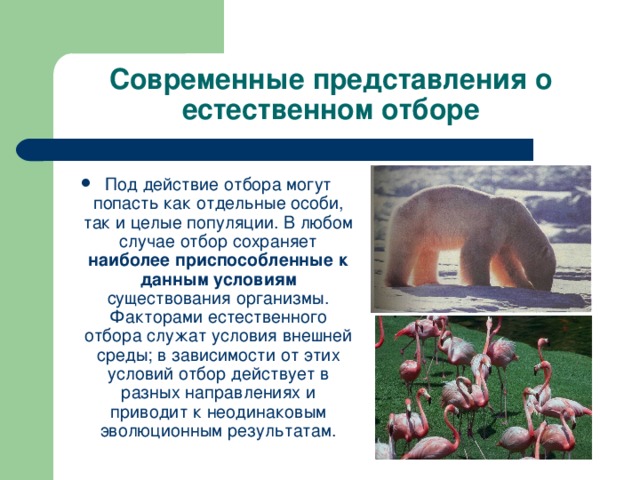 Современные представления о естественном отборе Под действие отбора могут попасть как отдельные особи, так и целые популяции. В любом случае отбор сохраняет наиболее приспособленные к данным условиям существования организмы. Факторами естественного отбора служат условия внешней среды; в зависимости от этих условий отбор действует в разных направлениях и приводит к неодинаковым эволюционным результатам. 