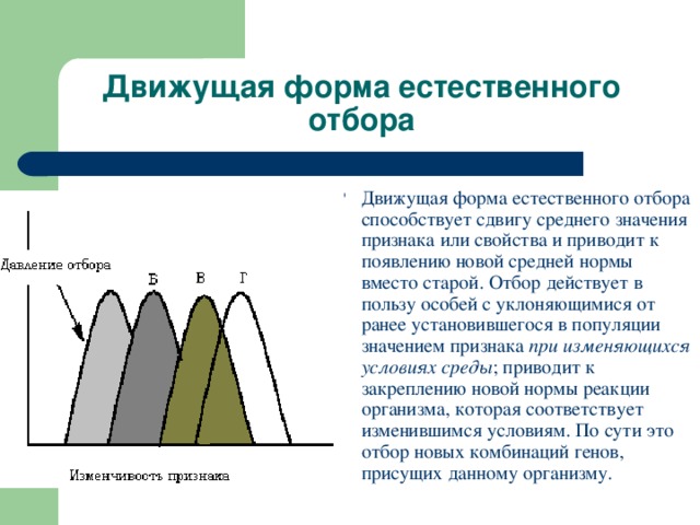 Движущая форма естественного отбора Движущая форма естественного отбора способствует сдвигу среднего значения признака или свойства и приводит к появлению новой средней нормы вместо старой. Отбор действует в пользу особей с уклоняющимися от ранее установившегося в популяции значением признака при изменяющихся условиях среды ; приводит к закреплению новой нормы реакции организма, которая соответствует изменившимся условиям. По сути это отбор новых комбинаций генов, присущих данному организму. 