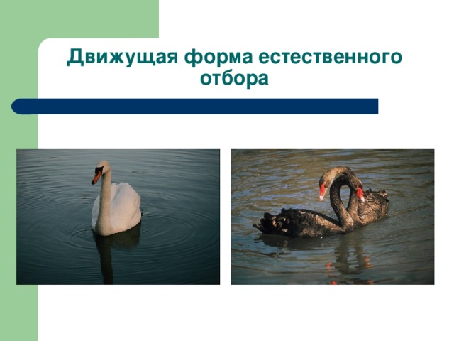 Движущая форма естественного отбора 