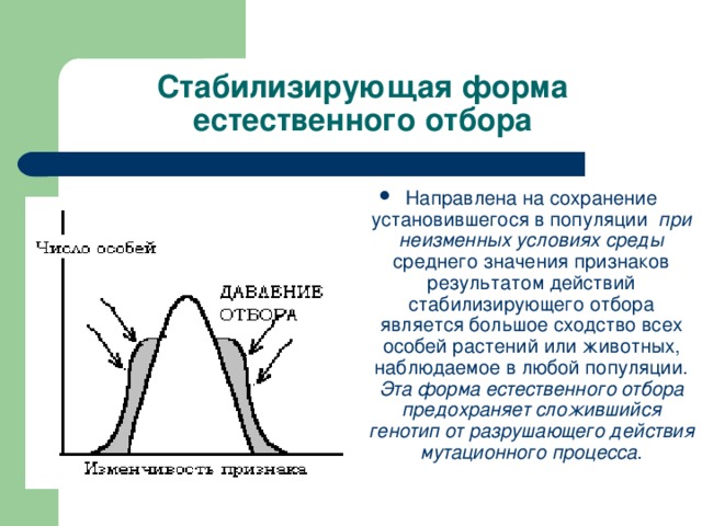 Стабилизирующая форма естественного отбора Направлена на сохранение установившегося в популяции при неизменных условиях среды среднего значения признаков результатом действий стабилизирующего отбора является большое сходство всех особей растений или животных, наблюдаемое в любой популяции. Эта форма естественного отбора предохраняет сложившийся генотип от разрушающего действия мутационного процесса. 