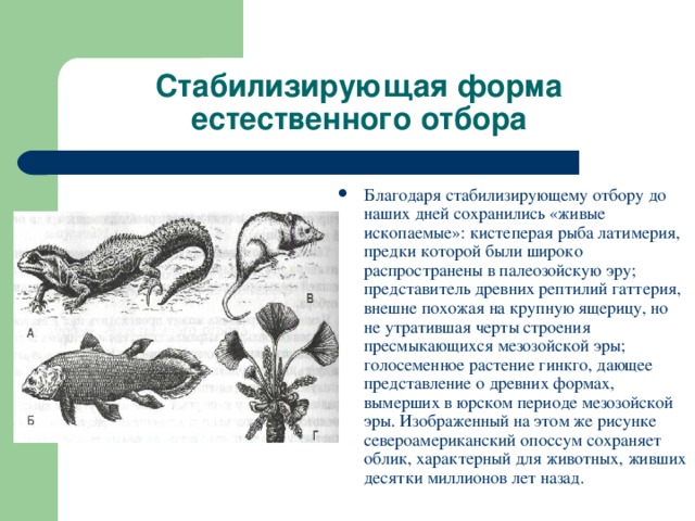 Стабилизирующая форма естественного отбора Благодаря стабилизирующему отбору до наших дней сохранились «живые ископаемые»: кистеперая рыба латимерия, предки которой были широко распространены в палеозойскую эру; представитель древних рептилий гаттерия, внешне похожая на крупную ящерицу, но не утратившая черты строения пресмыкающихся мезозойской эры; голосеменное растение гинкго, дающее представление о древних формах, вымерших в юрском периоде мезозойской эры. Изображенный на этом же рисунке североамериканский опоссум сохраняет облик, характерный для животных, живших десятки миллионов лет назад. 