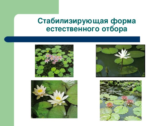 Стабилизирующая форма естественного отбора 