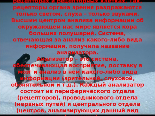 Анализ раздражений начинается уже в рецепторах и рецепторных клетках. Так, рецепторы органа зрения раздражаются только светом, слуха – только звуками. Высшим центром анализа информации об окружающем нас мире является кора больших полушарий. Система, отвечающая за анализ какого-либо вида информации, получила название анализатора.  Анализатор – это система, обеспечивающая восприятие, доставку в мозг и анализ в нем какого-либо вида информации (зрительной, слуховой, обонятельной и т.д.). Каждый анализатор состоит из периферического отдела (рецепторов), проводникового отдела (нервных путей) и центрального отдела (центров, анализирующих данный вид информации).