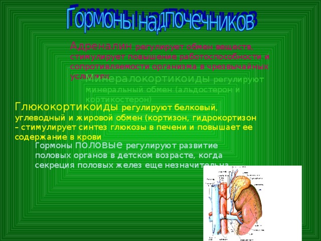 Адреналин  регулирует обмен веществ, стимулирует повышение работоспособности и сопротивляемости организма в чрезвычайных условиях. Минералокортикоиды регулируют минеральный обмен (альдостерон и кортикостерон) Глюкокортикоиды регулируют белковый, углеводный и жировой обмен (кортизон, гидрокортизон – стимулирует синтез глюкозы в печени и повышает ее содержание в крови Гормоны половые регулируют развитие половых органов в детском возрасте, когда секреция половых желез еще незначительна.