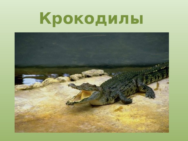 Крокодилы 