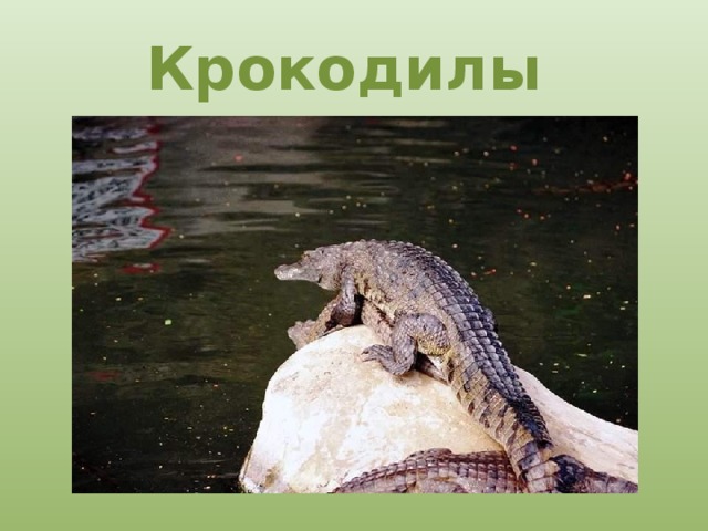 Крокодилы 