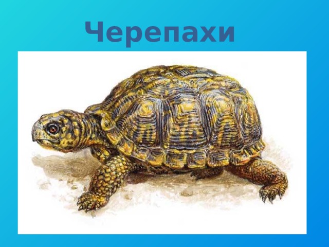Черепахи 