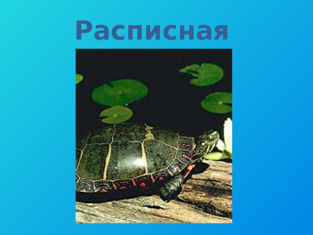 Расписная 