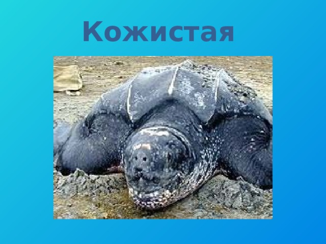 Кожистая 