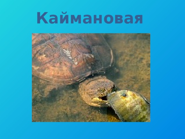 Каймановая 