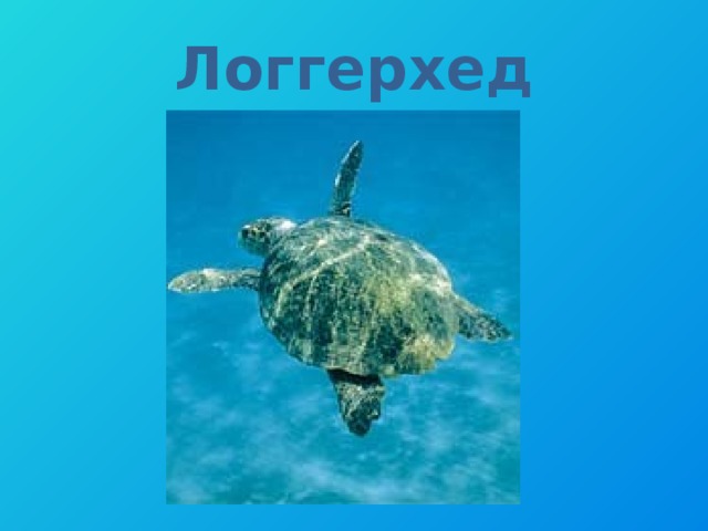 Логгерхед 