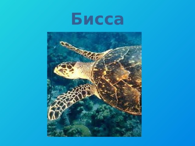 Бисса 