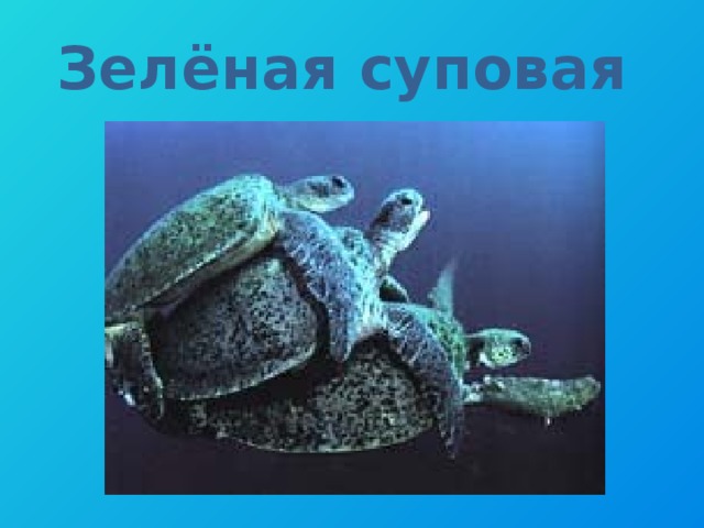 Зелёная суповая 