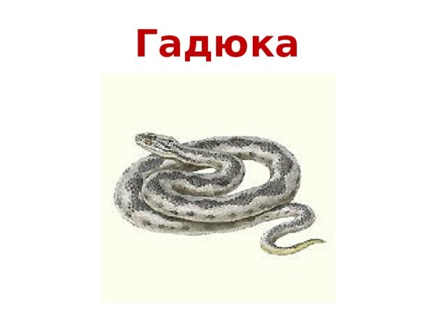 Гадюка 