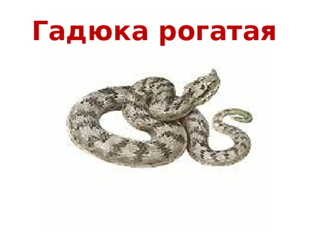 Гадюка рогатая 