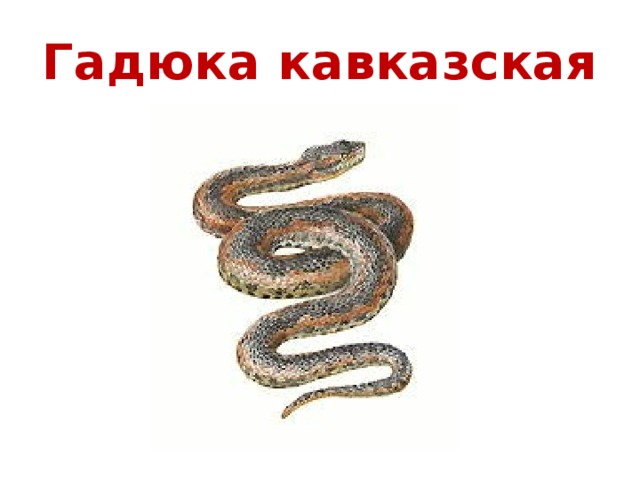 Гадюка кавказская 