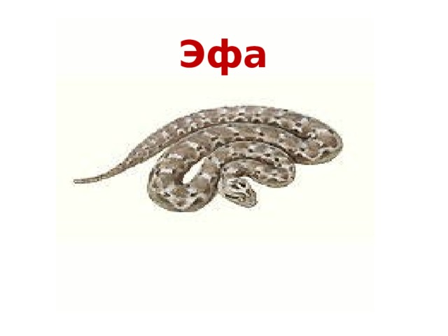 Эфа 