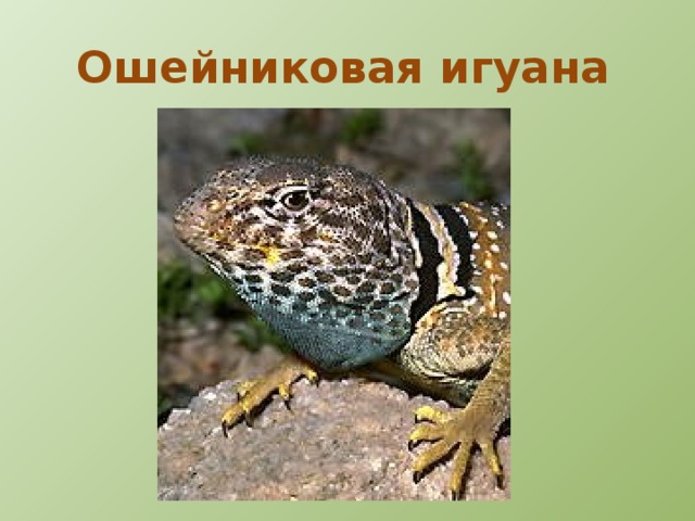 Фриноэома 
