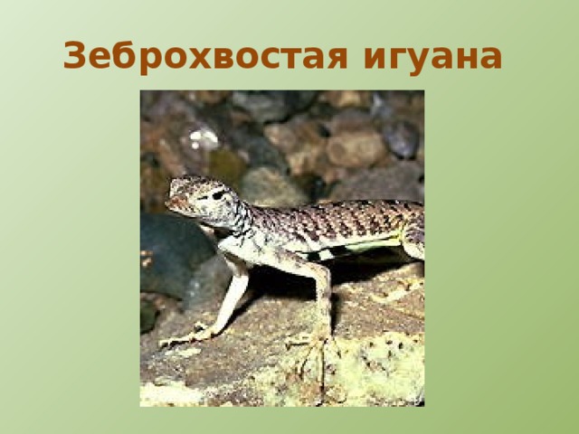 Ошейниковая игуана 