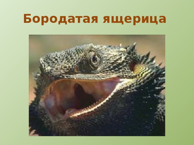 Зеброхвостая игуана  