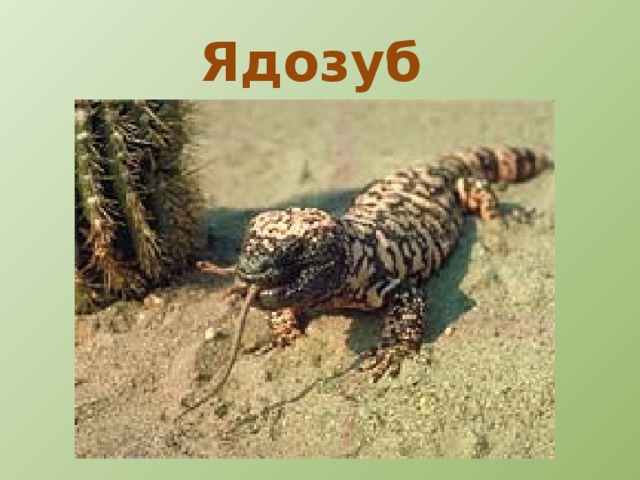 Анолис 