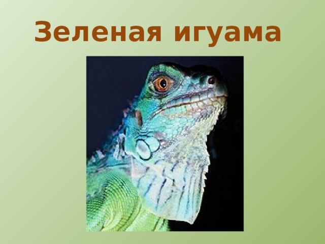 Ядозуб  