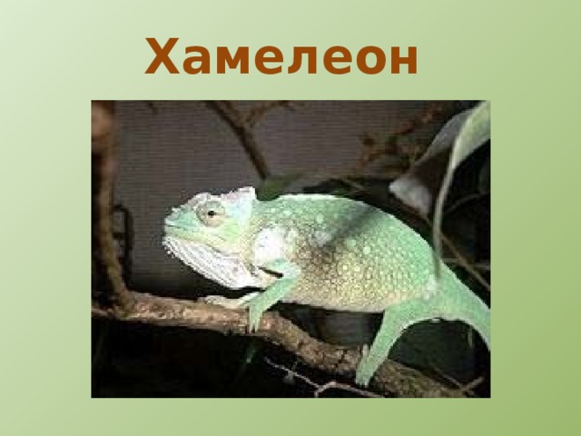 Зеленая игуама 