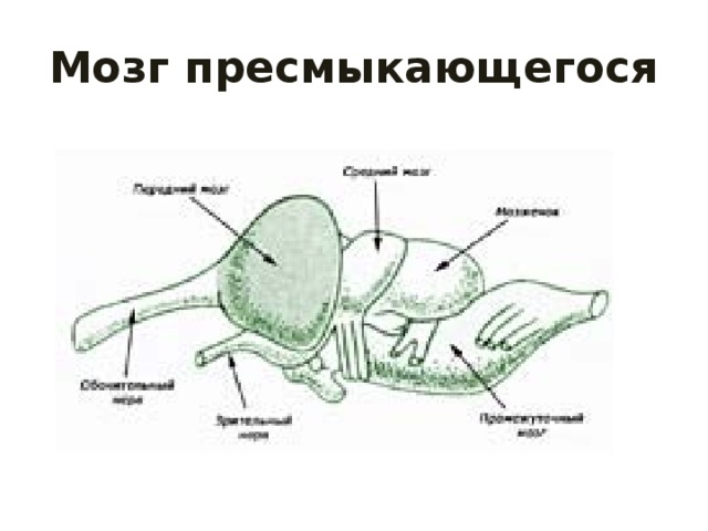 Мозг пресмыкающегося 
