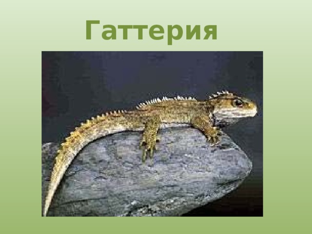 Гаттерия 