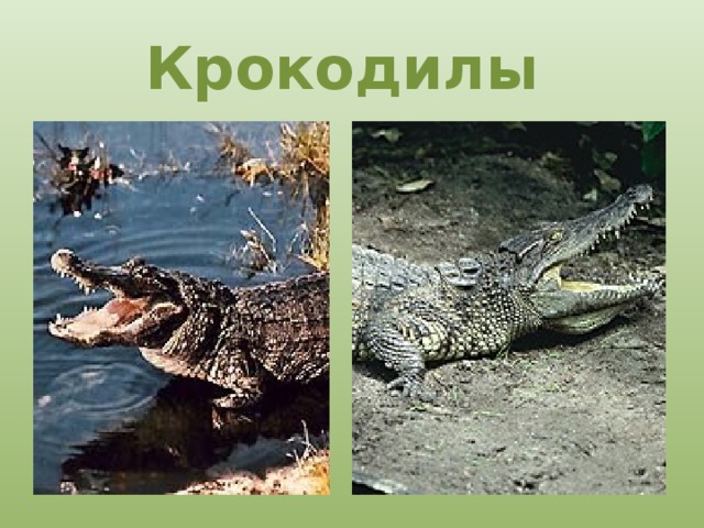 Крокодилы 