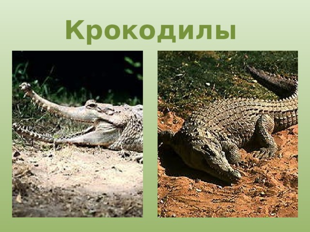 Крокодилы 