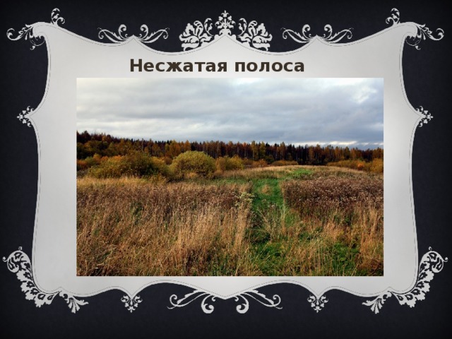  Несжатая полоса «Несжатая полоса», Азамат 16  