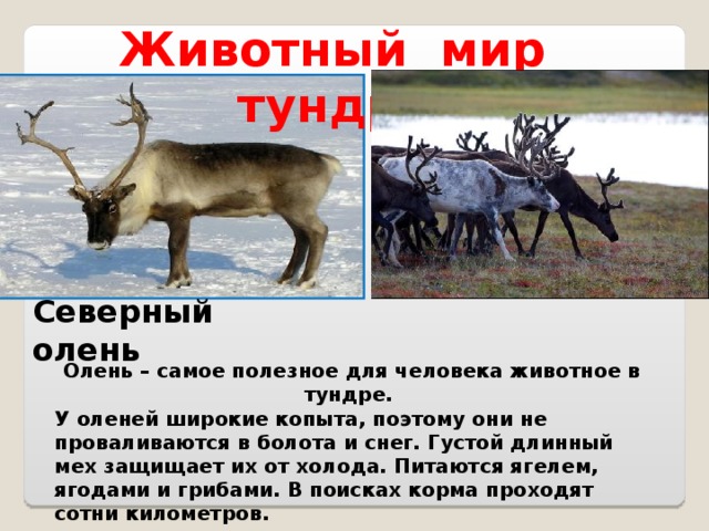 Животный мир тундры Северный олень Олень – самое полезное для человека животное в тундре. У оленей широкие копыта, поэтому они не проваливаются в болота и снег. Густой длинный мех защищает их от холода. Питаются ягелем, ягодами и грибами. В поисках корма проходят сотни километров.  