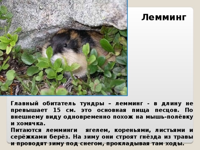 Лемминг Главный обитатель тундры – лемминг - в длину не превышает 15 см. это основная пища песцов. По внешнему виду одновременно похож на мышь-полёвку и хомячка. Питаются лемминги ягелем, кореньями, листьями и серёжками берёз. На зиму они строят гнёзда из травы и проводят зиму под снегом, прокладывая там ходы.  