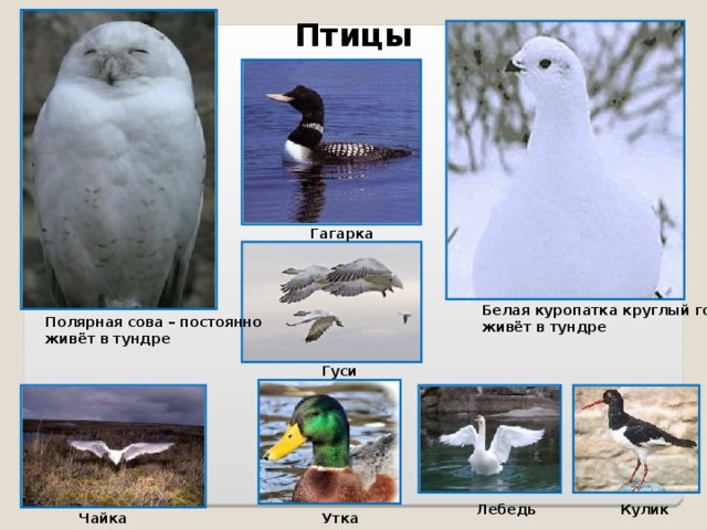 Птицы Гагарка Белая куропатка круглый год живёт в тундре Полярная сова – постоянно живёт в тундре Гуси Лебедь Кулик Чайка Утка  
