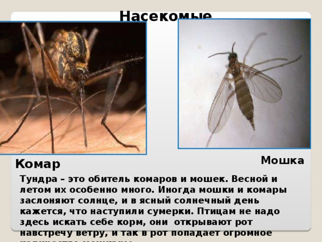 Насекомые Мошка Комар Тундра – это обитель комаров и мошек. Весной и летом их особенно много. Иногда мошки и комары заслоняют солнце, и в ясный солнечный день кажется, что наступили сумерки. Птицам не надо здесь искать себе корм, они открывают рот навстречу ветру, и так в рот попадает огромное количество мошкары.  