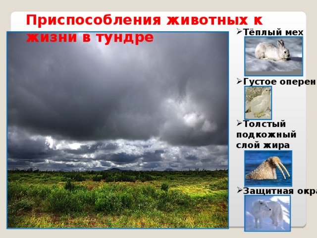 Приспособления животных к жизни в тундре Тёплый мех Густое оперение Толстый подкожный слой жира Защитная окраска  