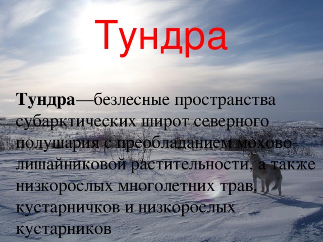 Тундра Тундра —безлесные пространства субарктических широт северного полушария с преобладанием мохово-лишайниковой растительности, а также низкорослых многолетних трав, кустарничков и низкорослых кустарников 