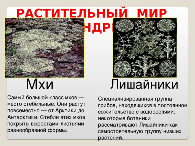 РАСТИТЕЛЬНЫЙ МИР ТУНДРЫ Мхи Лишайники Самый большой класс мхов — место стебельные. Они растут повсеместно — от Арктики до Антарктики. Стебли этих мхов покрыты выростами-листьями разнообразной формы. Специализированная группа грибов, находящихся в постоянном сожительстве с водорослями; некоторые ботаники рассматривают Лишайники как самостоятельную группу низших растений.  
