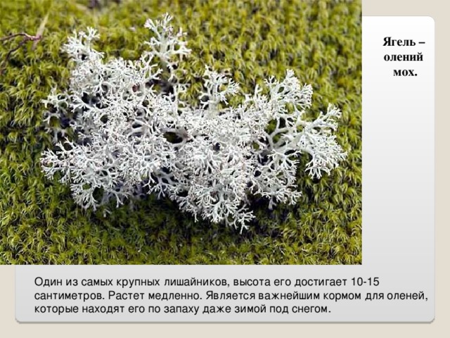 Ягель – олений мох. 